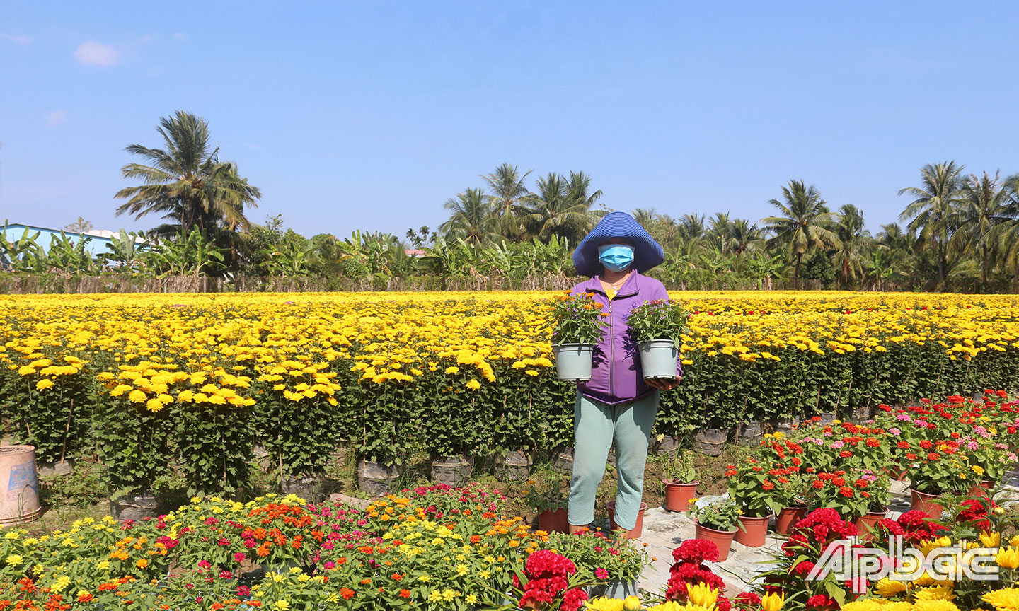 Nông dân Mỹ Tho xuống giống khoảng 1 triệu giỏ hoa tươi phục vụ Tết Nguyên đán Quý Mão 2023, tăng 68,92%  so với cùng kỳ.