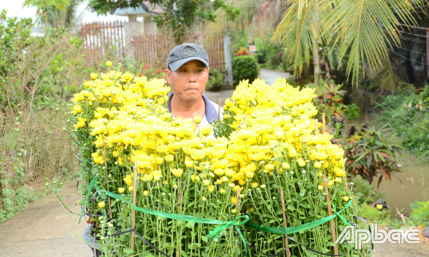 Nhà vườn vận chuyển hoa ra đường lớn để thương lái chở đi tiêu thụ.