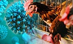 Các tỉnh, thành phía Nam tăng cường giám sát, đề phòng cúm gia cầm A (H5N1)