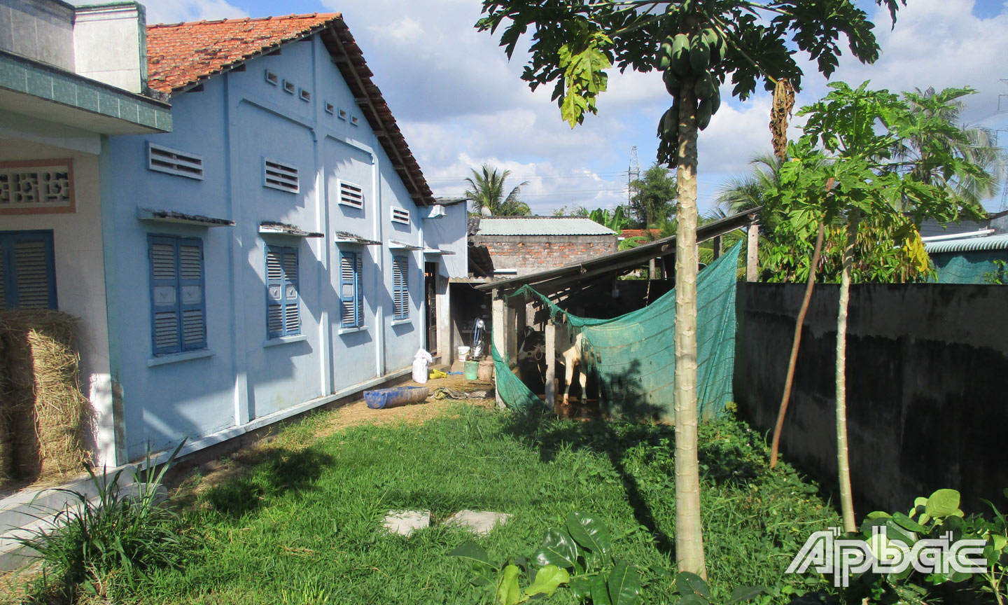 Chuồng nuôi bò sữa gây ô nhiễm môi trường của hộ ông T. ở Tổ nhân dân tự quản số 20, ấp Thân Bình, xã Thân Cửu Nghĩa.