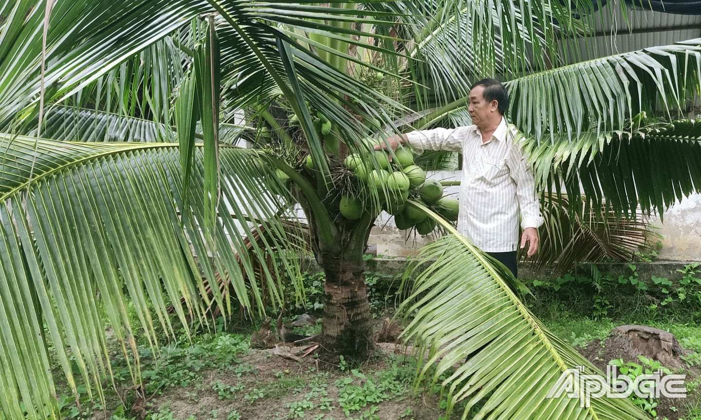 Nông dân Nguyễn Hữu Tam chăm sóc dừa Xiêm xanh.