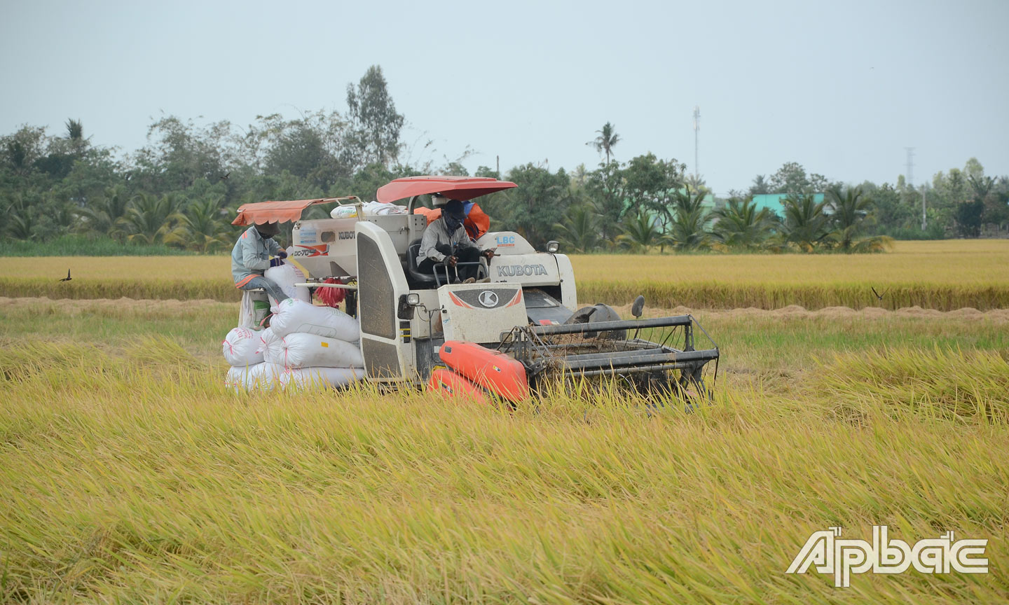 Thu hoạch lúa tại xã Bình Tân, huyện Gò Công Tây. 