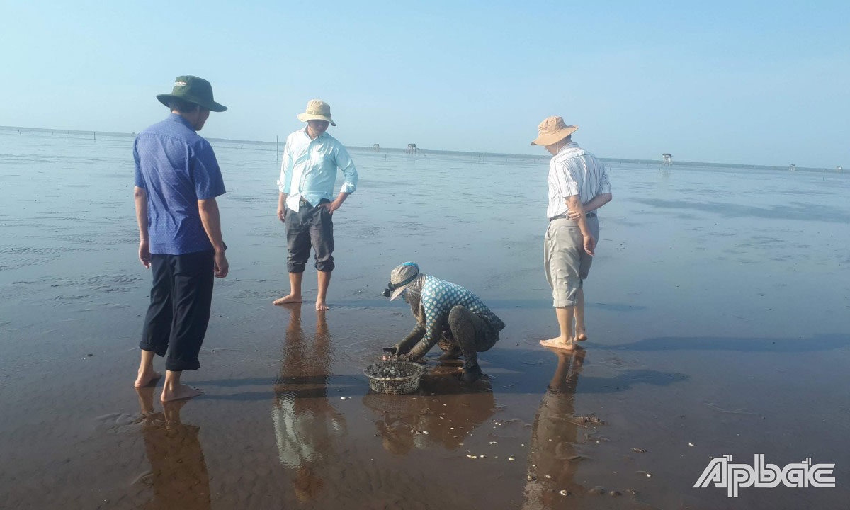 Nguyên nhân nghêu chết vẫn đang được ngành chức năng xác định.