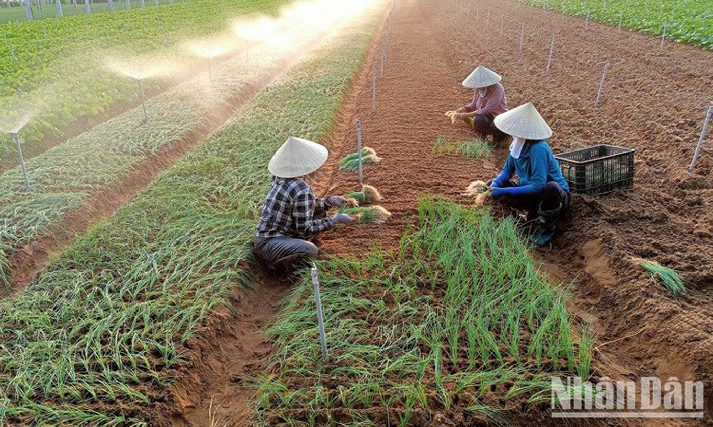 Nông dân xã Quỳnh Liên, thị xã Hoàng Mai (Nghệ An) tích cực chuyển đổi cơ cấu cây trồng cho thu nhập cao. (Ảnh: Tâm Châu)