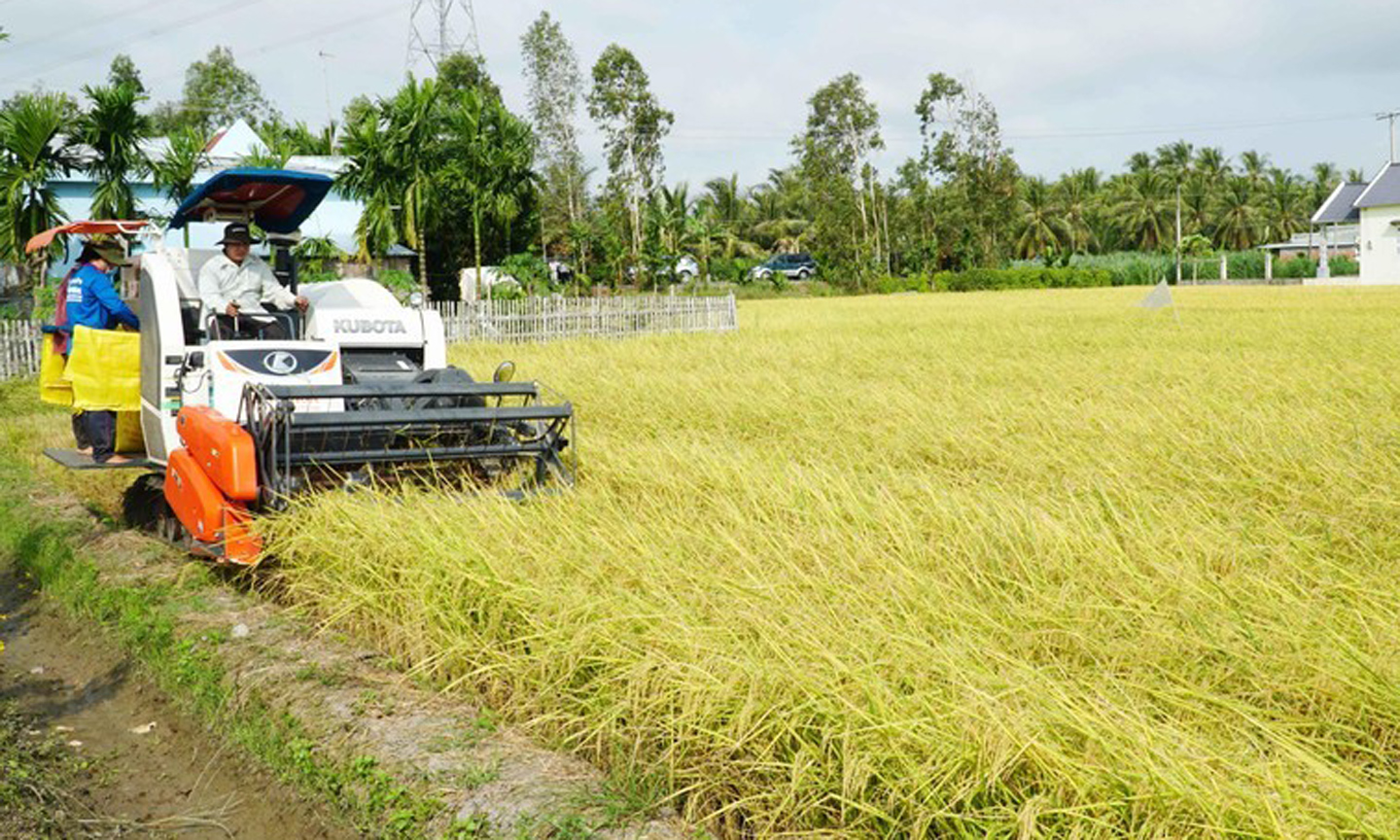 Harvesting rice in the Mekong Delta.