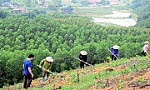 Newly planted forest area increases 4.7% in Q1