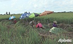Vùng Dự án Phú Thạnh - Phú Đông: Hướng đến phát triển cây trồng bền vững