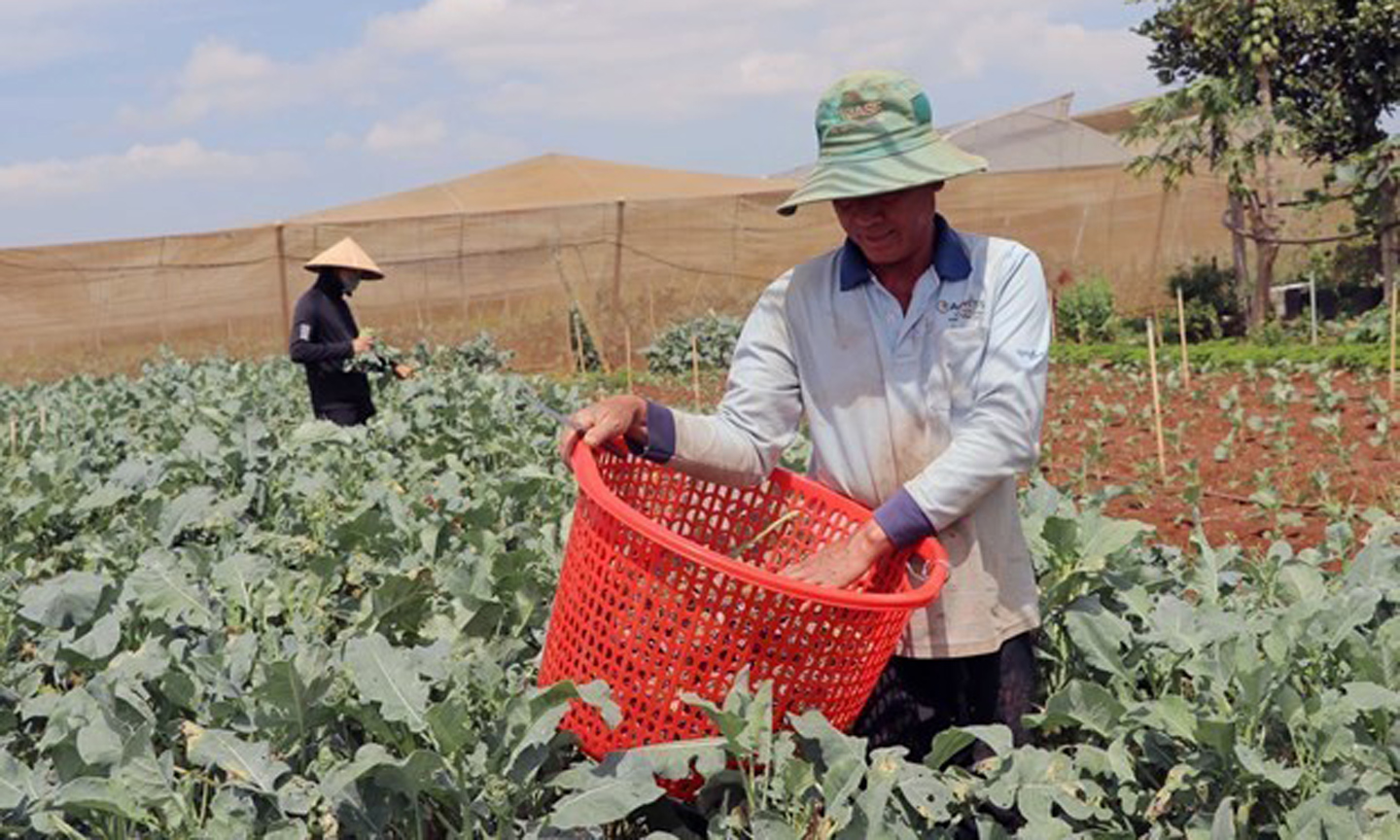 Farmers grow vegetables under contracts with corporate buyers in Lam Dong province’s Don Duong district. (Photo: VNA).