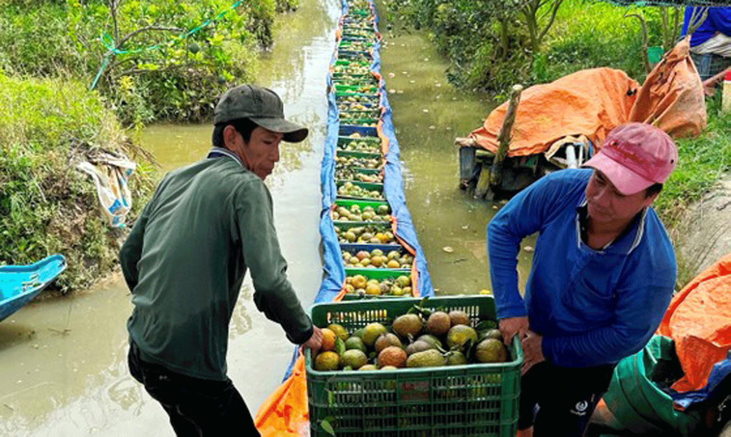 Thu hoạch cam sành tại tỉnh Vĩnh Long. Ảnh: QUỐC AN