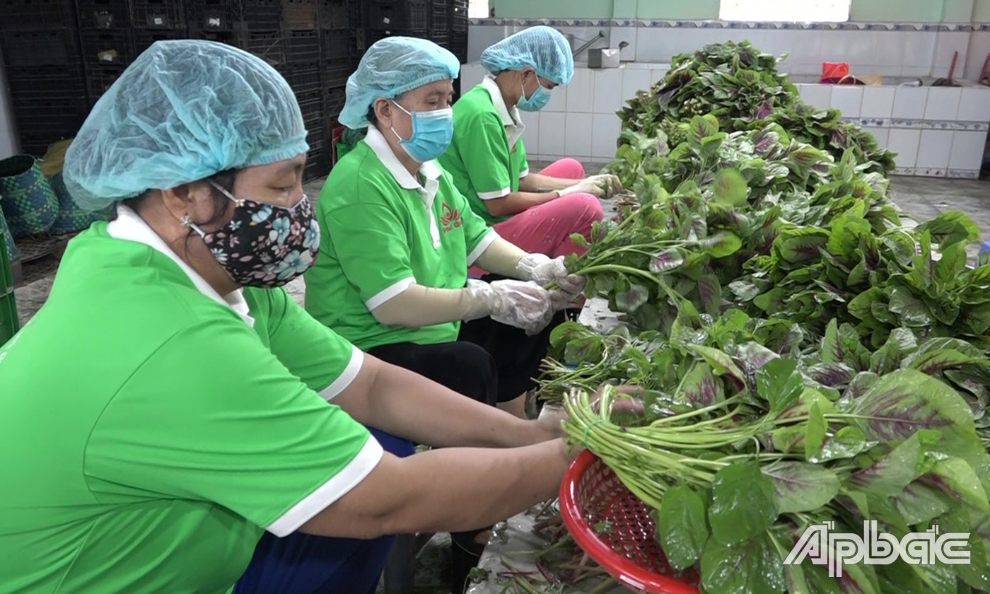 nhân viên HTX đang tiến hành sơ chế rau để đóng gói cung ứng cho các siêu thị,cửa hàng Bách Hóa Xanh 