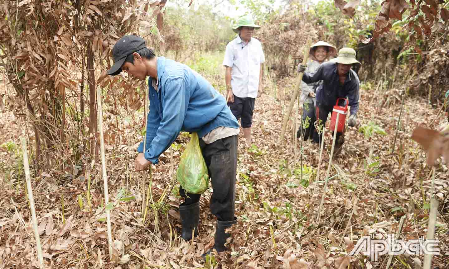 Công nhân trồng tràm ở Khu Bảo tồn sinh thái Đồng Tháp Mười (huyện Tân Phước, tỉnh Tiền Giang).