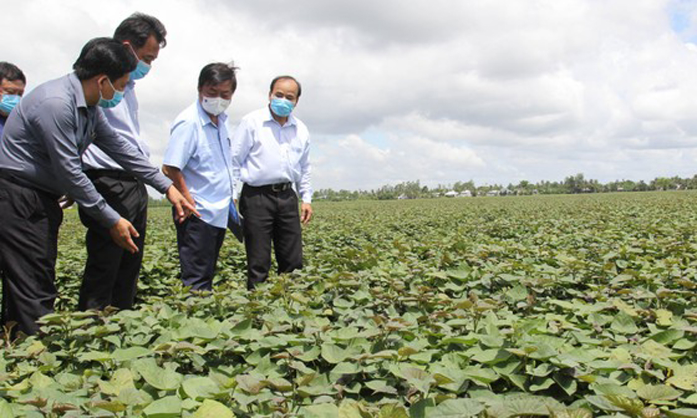 Huyện Bình Tân - Vĩnh Long là địa phương có khoảng 10.000 ha diện tích trồng khoai lang