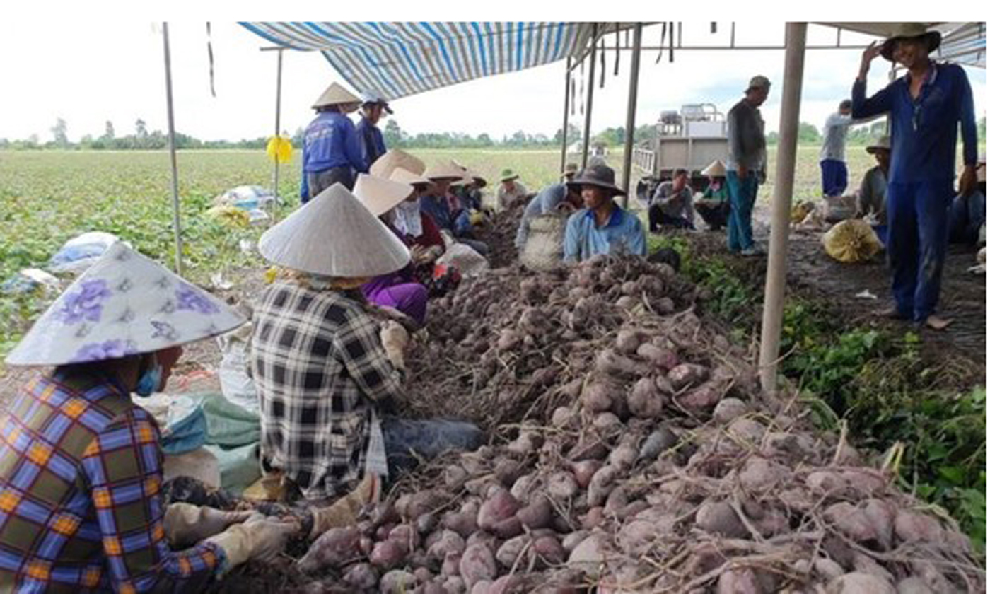 Nông dân Vĩnh Long thu hoạch khoai lang.