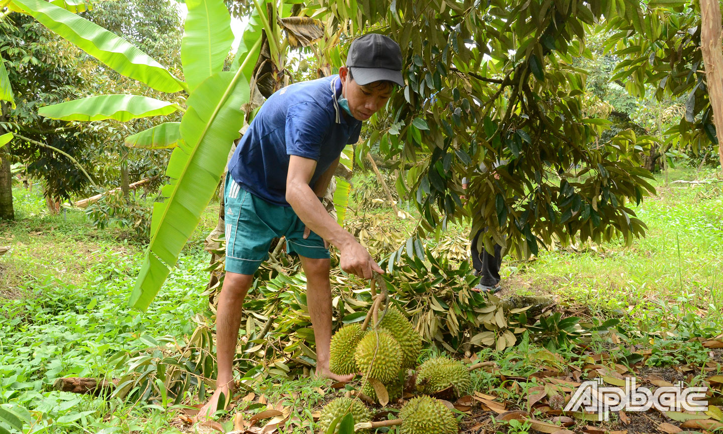 Mưa giông làm vườn sầu riêng của anh Đức bị rụng khoảng 400 trái.