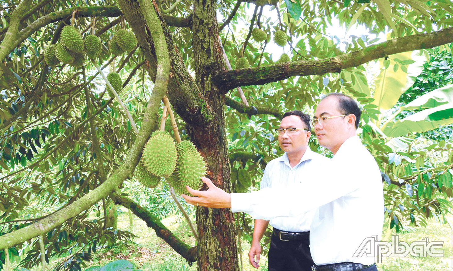 Vườn sầu riêng tại xã Hiệp Đức, huyện Cai Lậy phát triển xanh tốt  và đang cho trái.