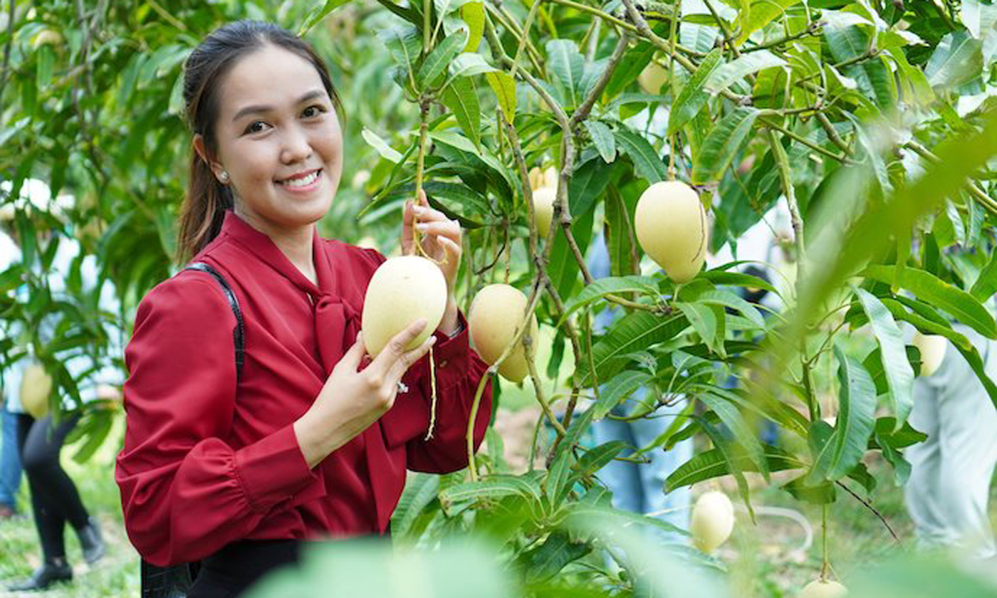 Chuẩn hoá sản xuất, bảo quản vận chuyển đúng cách để gia tăng giá trị cho trái xoài Đồng Tháp. Ảnh: Thành Thật