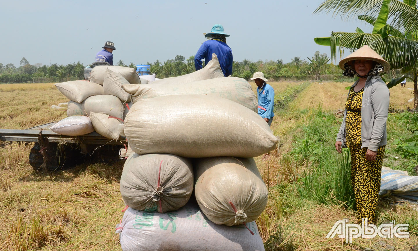 Chi phí đầu vào tăng khiến nông dân trồng lúa càng khó khăn.