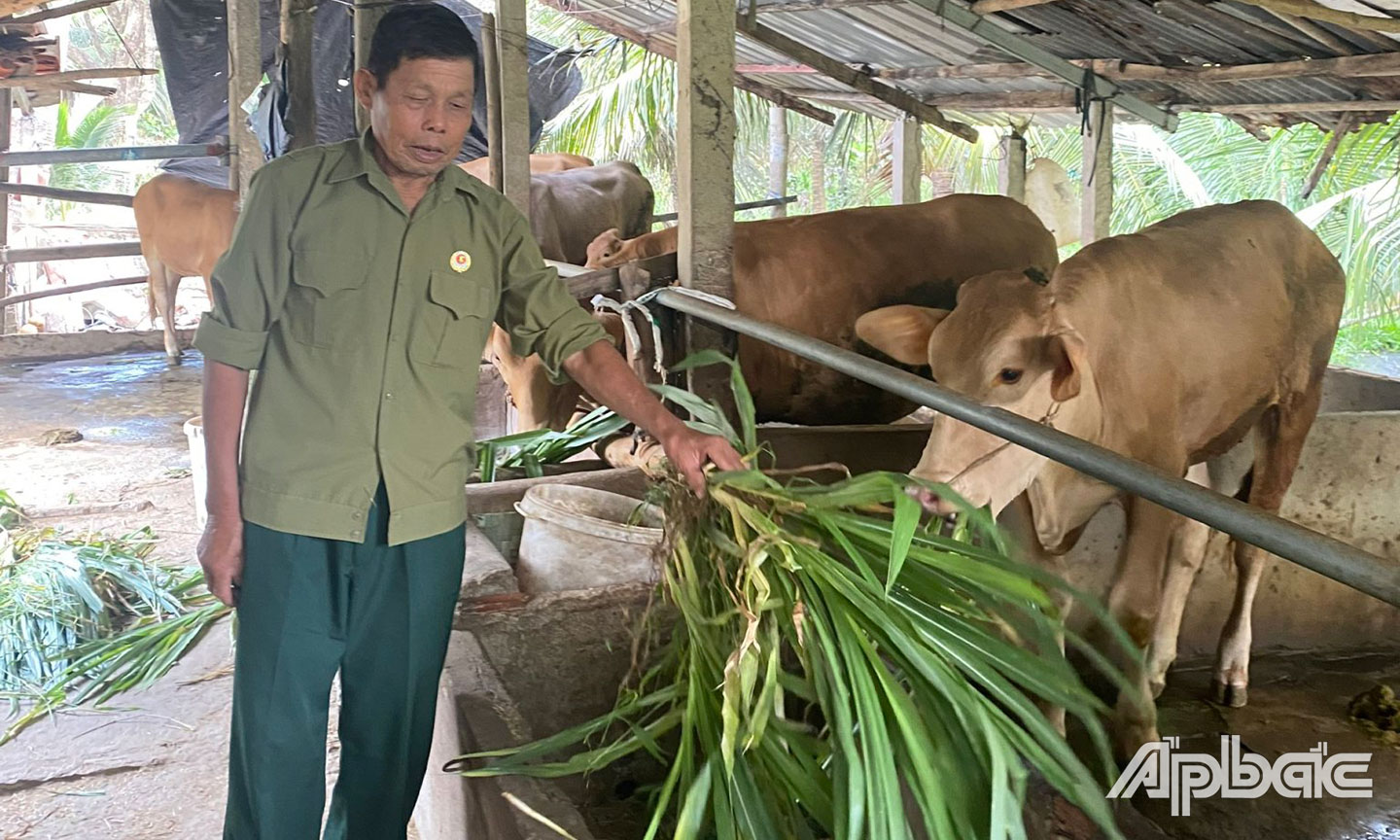 Ông Phong chăm sóc đàn bò của gia đình. 