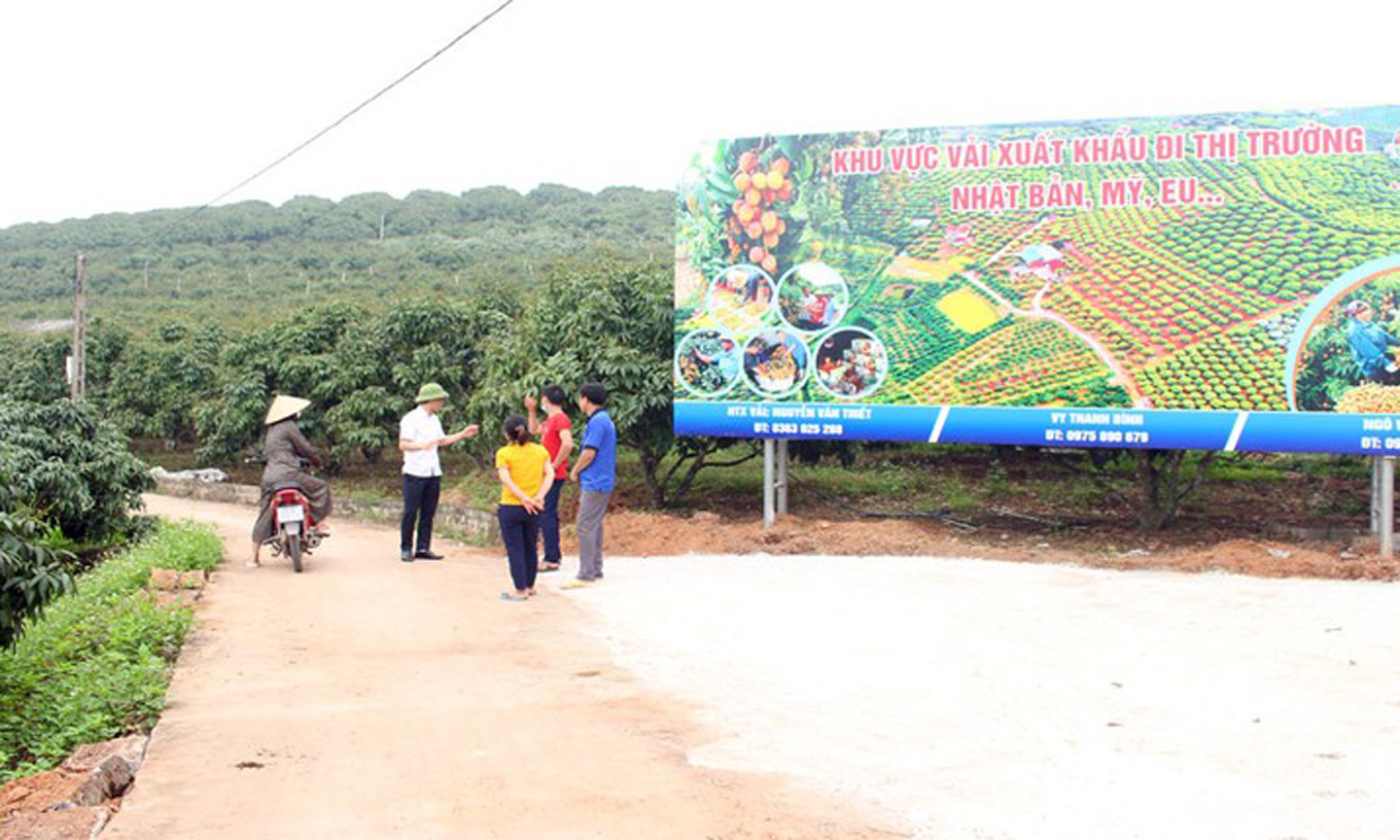 A lychee growing zone for export in Bac Giang Province.