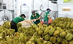 Durian exports continue to thrive