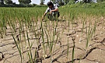 El Nino chính thức xuất hiện, hạn hán và nắng nóng thêm nghiêm trọng