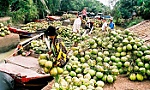 Đàm phán, đưa dừa tươi sang Hoa Kỳ