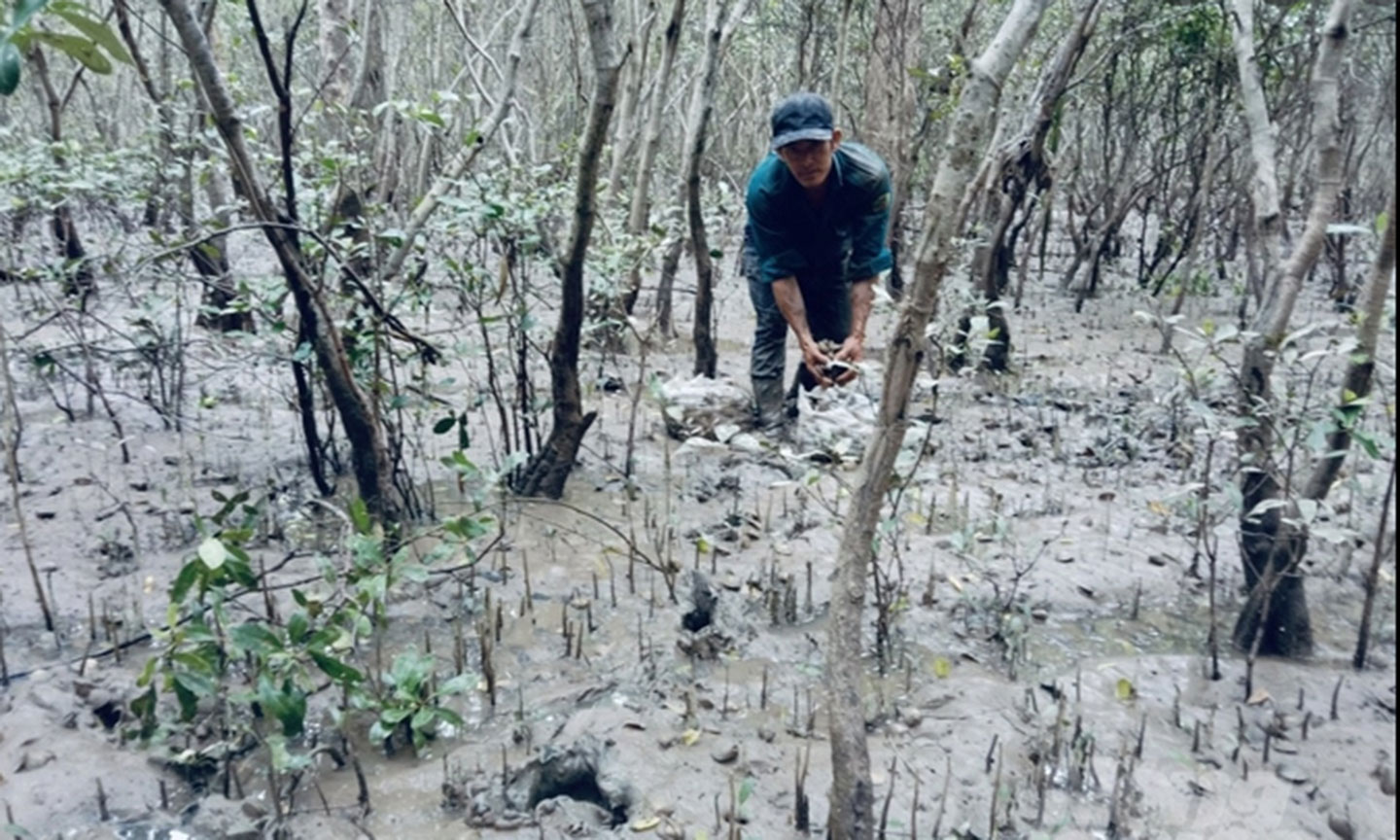 Mô hình nuôi vọp, ốc len dưới tán rừng ngập mặn Cù Lao Dung giúp người dân tăng thu nhập, ổn định cuộc sống.