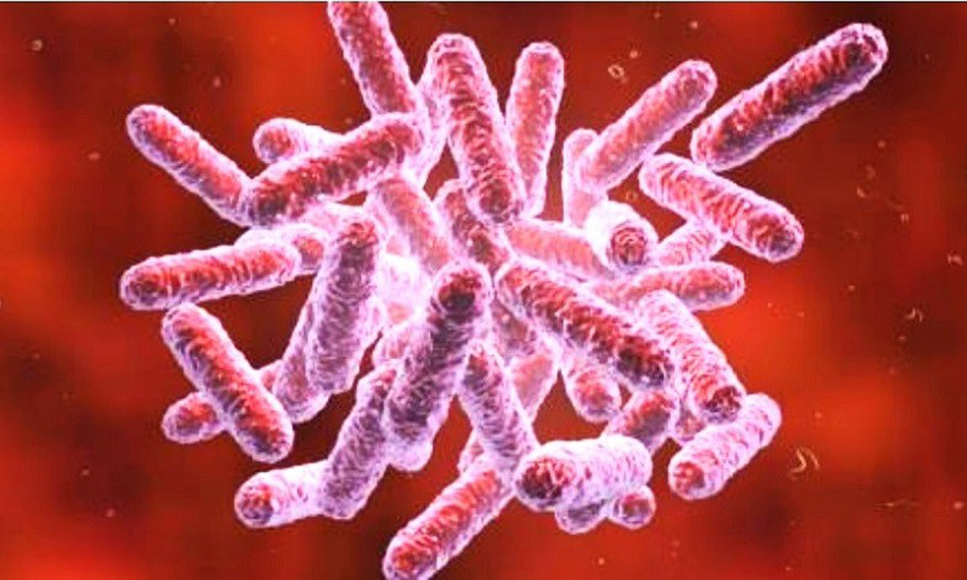 Vi khuẩn Gram âm Burkholderia pseudomallei. (Ảnh minh họa)