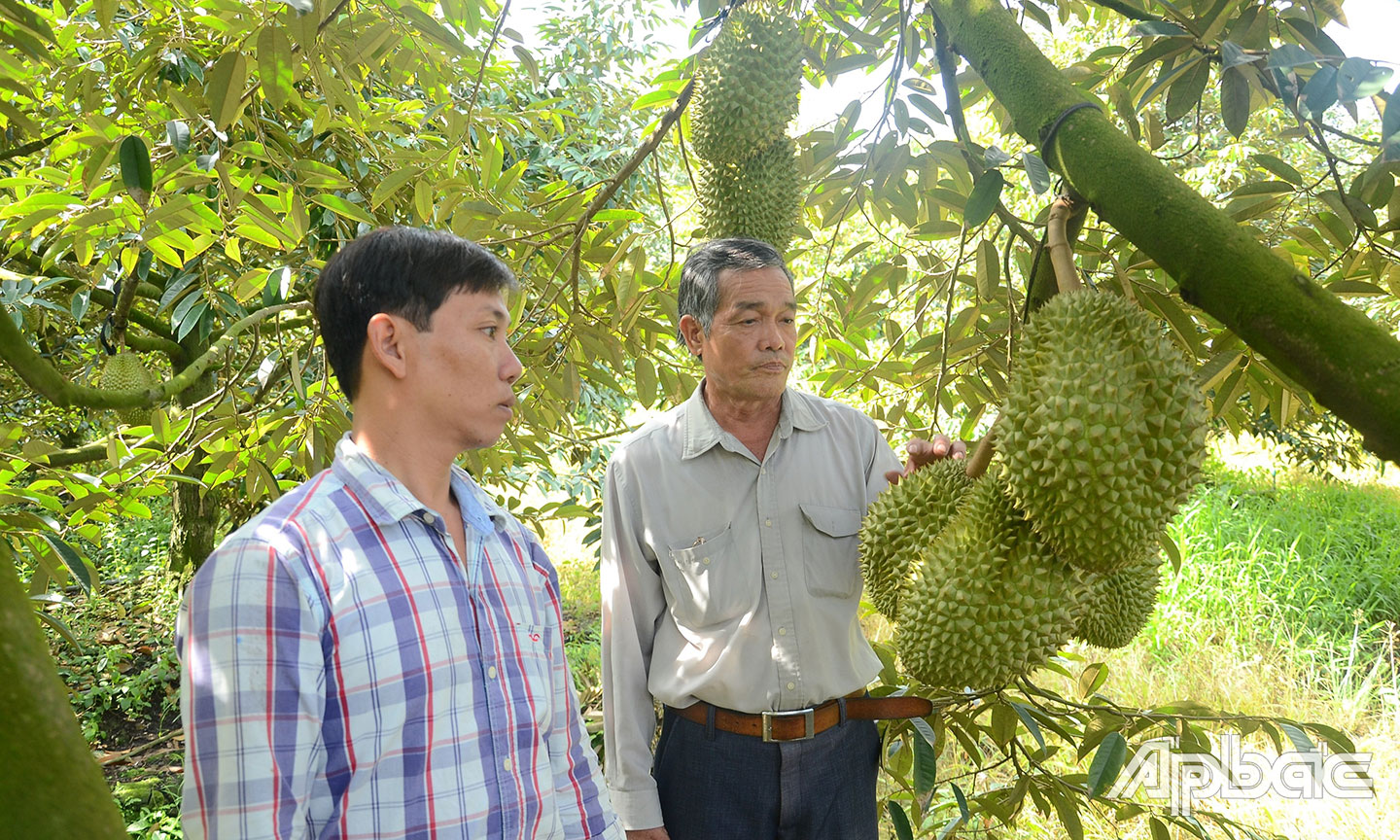 Sầu riêng trở thành cây ăn trái chủ lực của Tiền Giang.