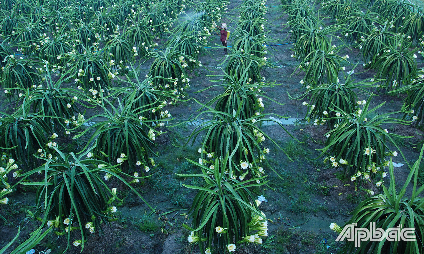 Thanh long là một trong những cây trồng được nông dân lựa chọn chuyển đổi trong thời gian qua.                                                                                                                                                                                                Ảnh: LẬP ĐỨC