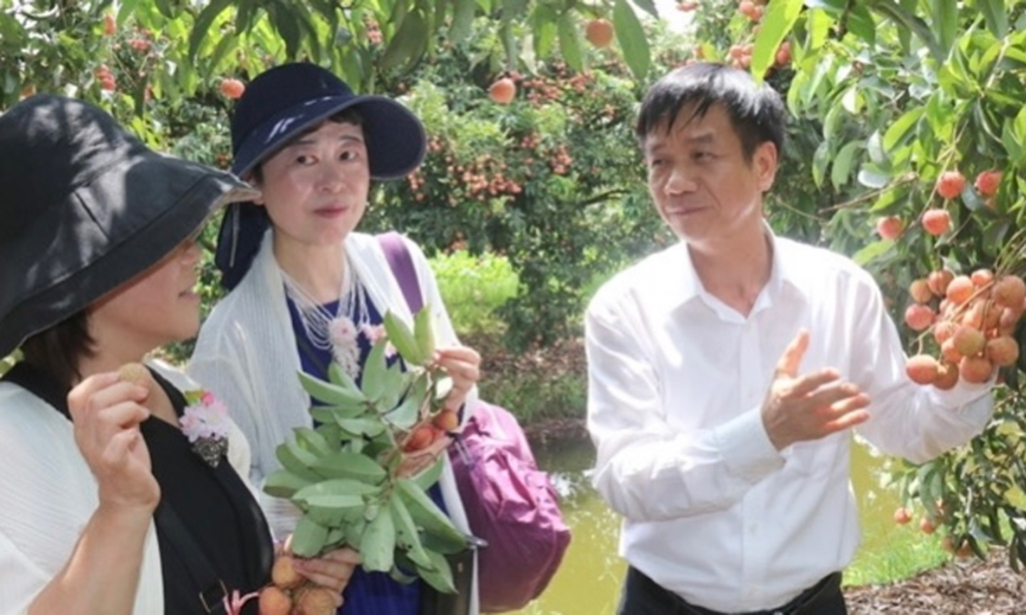 ABO/NDO- A delegation of five Japanese enterprises visited the northern province of Hai Duong on June 15 to learn about the lychee growing region in order to increase lychee export to Japan.