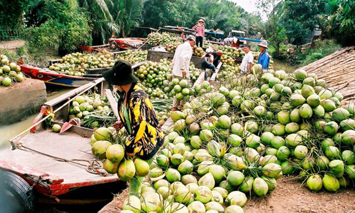 Thu hoạch dừa tươi ở tỉnh Bến Tre.