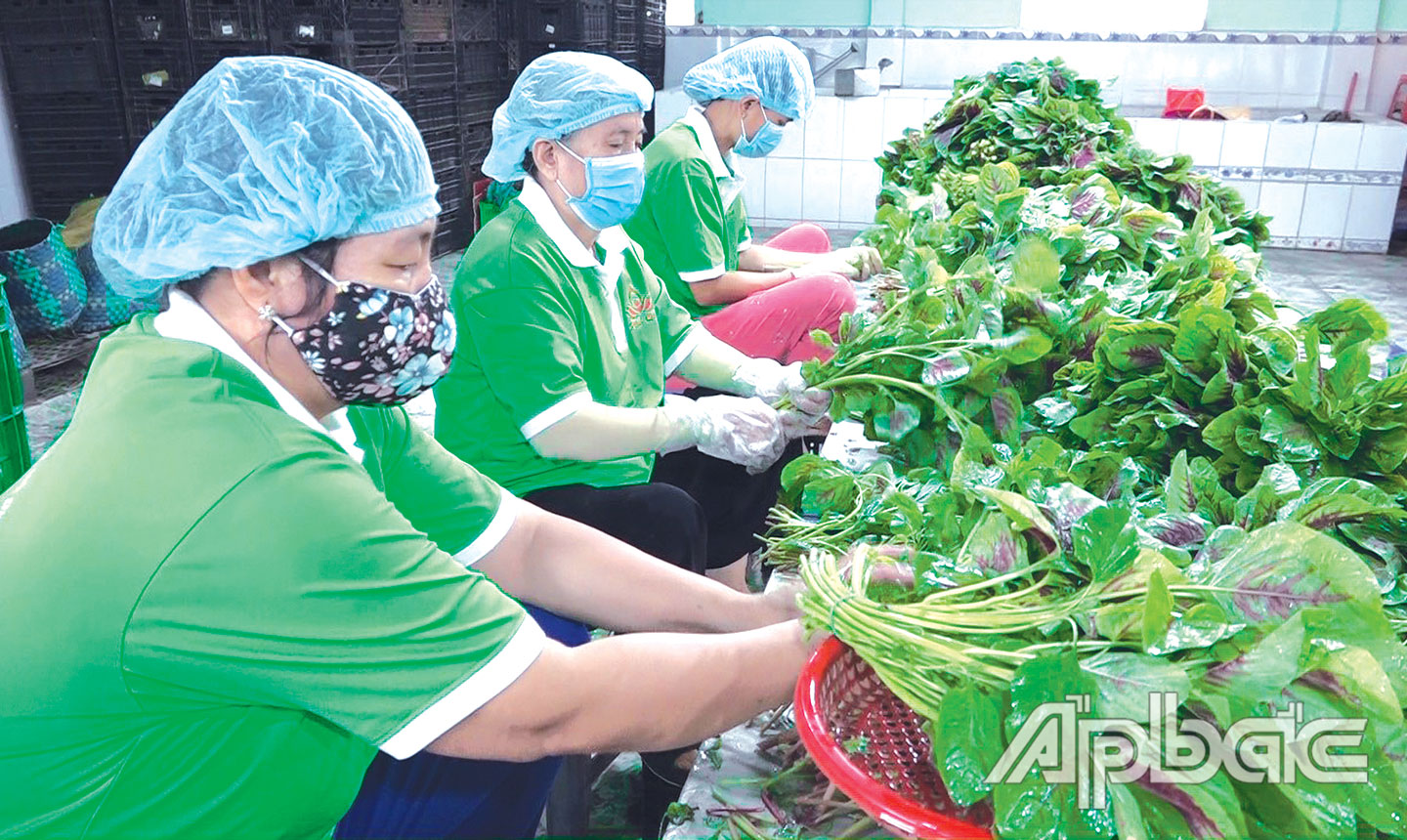 Nhân viên Hợp tác xã Nông nghiệp - Thương mại - Dịch vụ Phú Quới, xã Yên Luông, đóng gói cung ứng rau sạch cho các siêu thị, cửa hàng Bách Hóa Xanh.