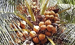 Vietnam eyes sustainable development for coconut industry