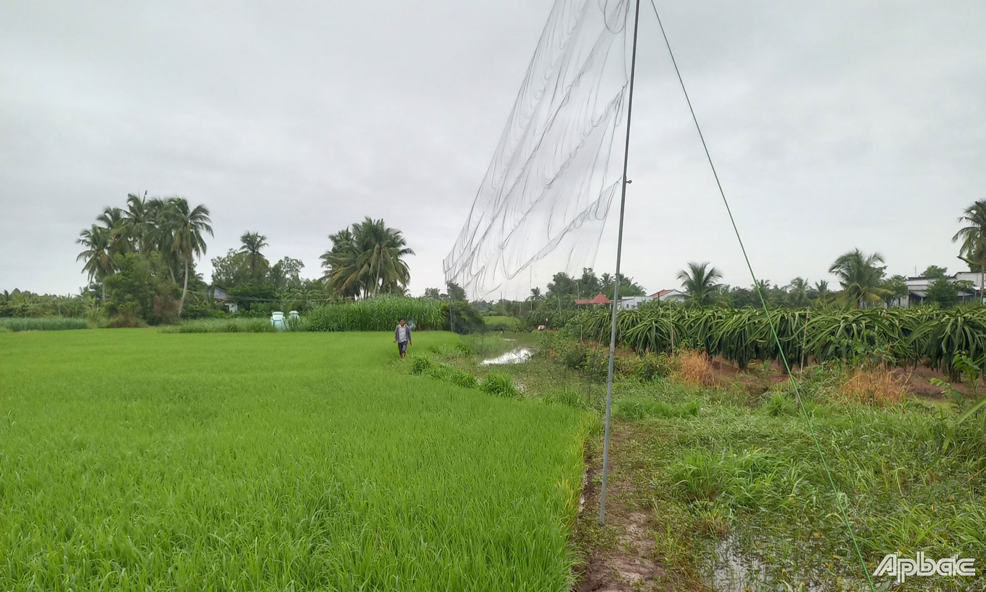 Giăng lưới “tàng hình” để bẫy chim trời.