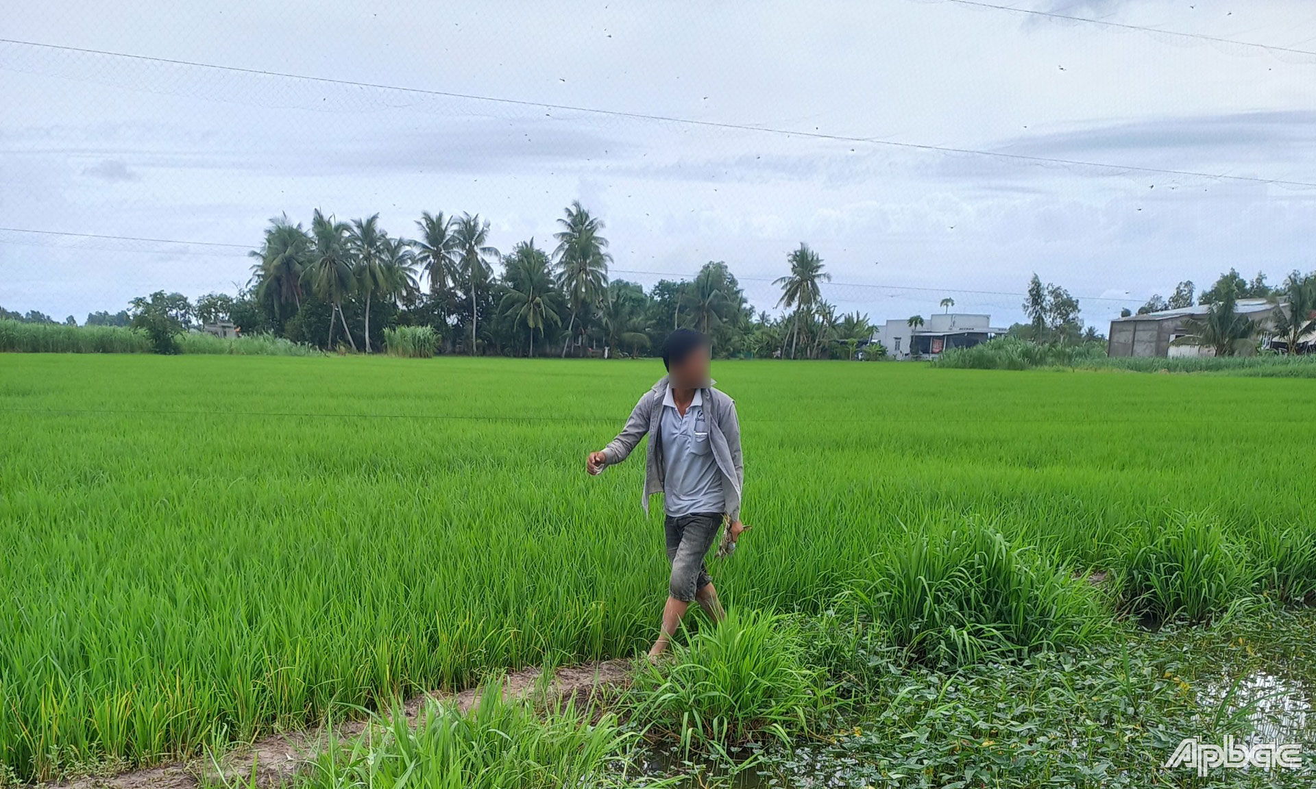 Chim trời đang bị tận diệt vì nạn giăng lưới “tàng hình”.