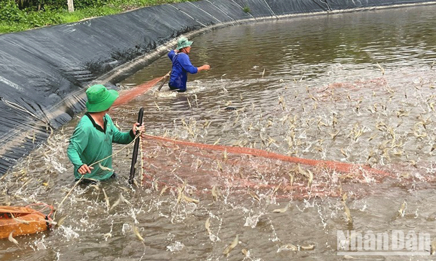 Harvesting shrimps in Ben Tre Province.