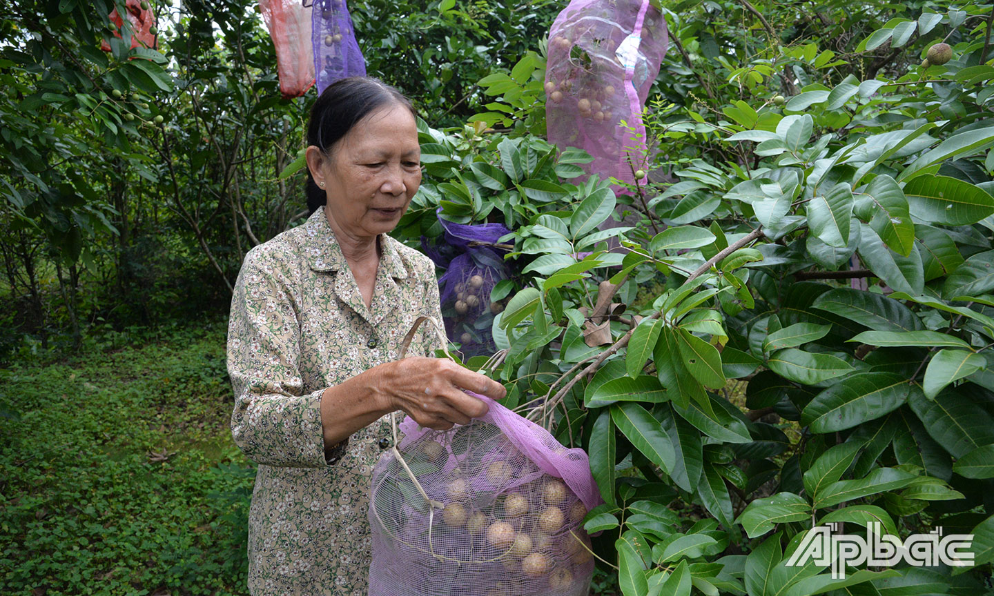 Dù lớn tuổi nhưng cô Sương vẫn hăng hái lao động, phát triển kinh tế gia đình và tích cực tham gia các phong trào ở địa phương.