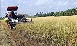 Để nông dân giàu lên từ lúa gạo