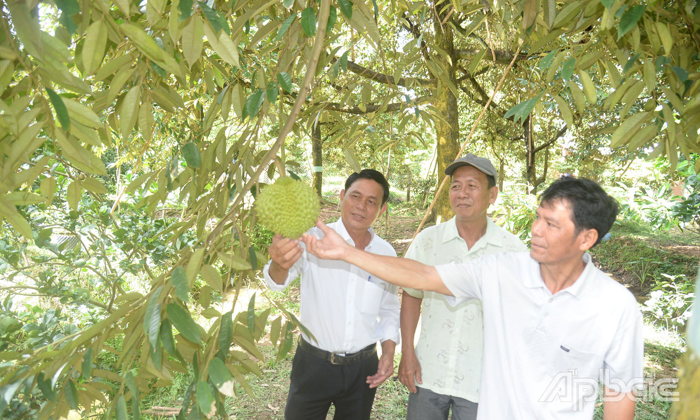 Huyện Cai Lậy sẽ tăng cường công tác quản lý nhà nước về phát triển KTTT.                                                                      Ảnh: VĂN THẢO