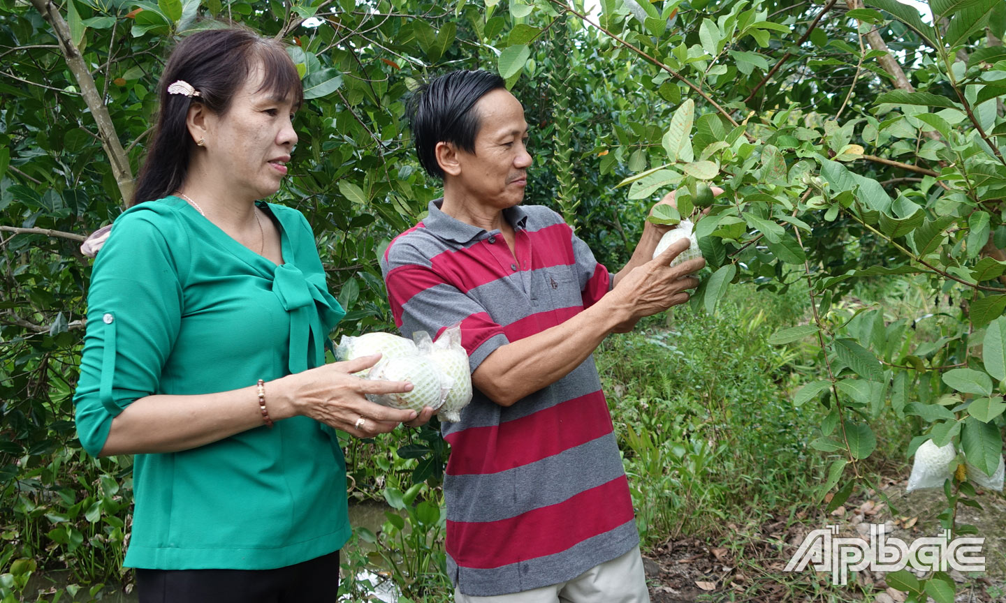  Ông Trần Văn Lũy và bà Trương Thị Giới (khu phố Bình Sơn, thị trấn Bình Phú) chăm sóc vườn cây ăn trái của gia đình.