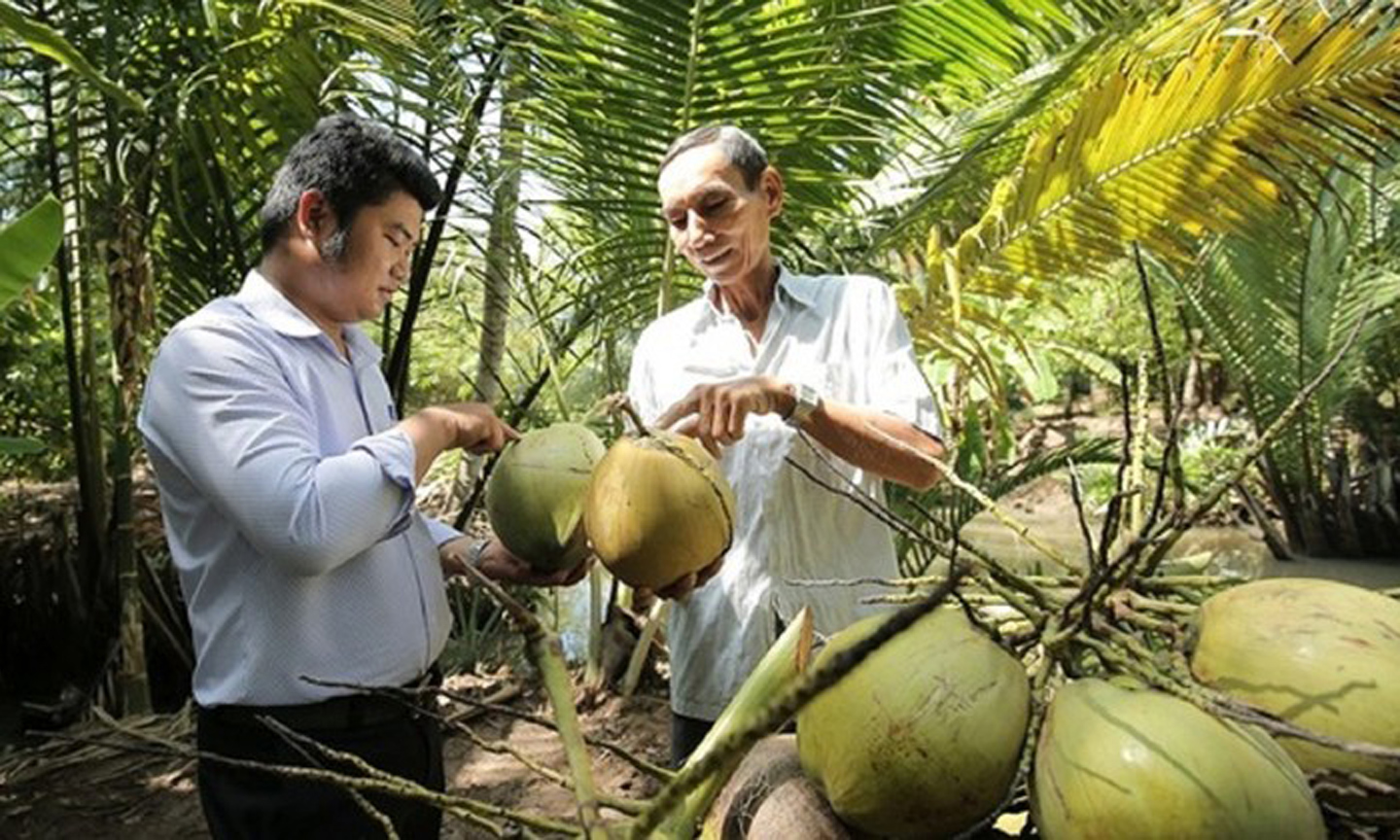 Domestic coconut price triples after US export news.