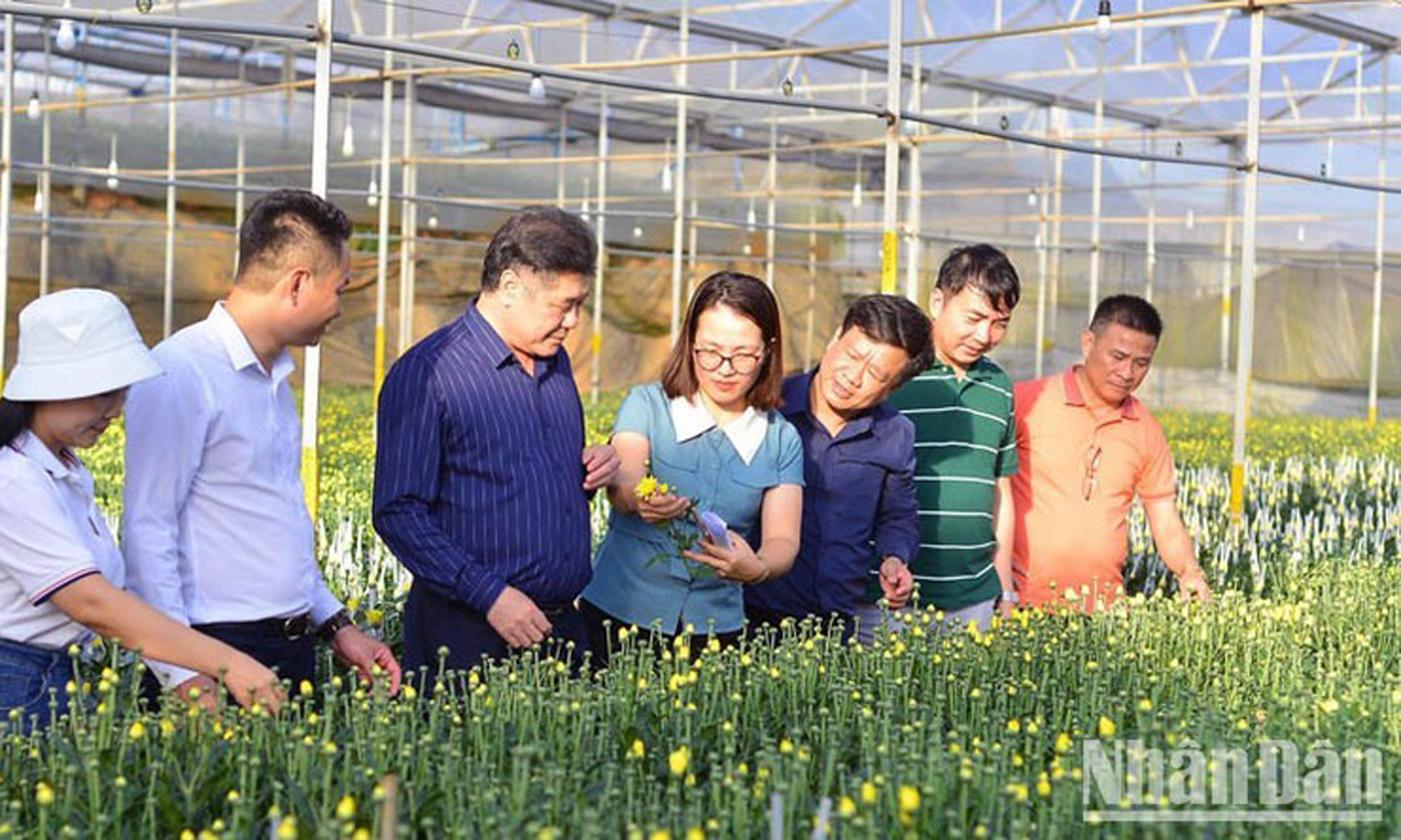 A delegation of the National Agricultural Extension Centre visits a high-tech flower production model in Da Lat City (Photo: NDO).