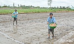 Không theo khuyến cáo: Xuống giống hơn 5.600 ha lúa thu đông