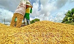 Vietnam exports record rice volume in 8 months