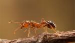 Lần đầu tiên phát hiện kiến lửa đỏ xâm lấn ở châu Âu