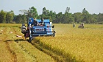 Vietnam's rice export prices on downward trend