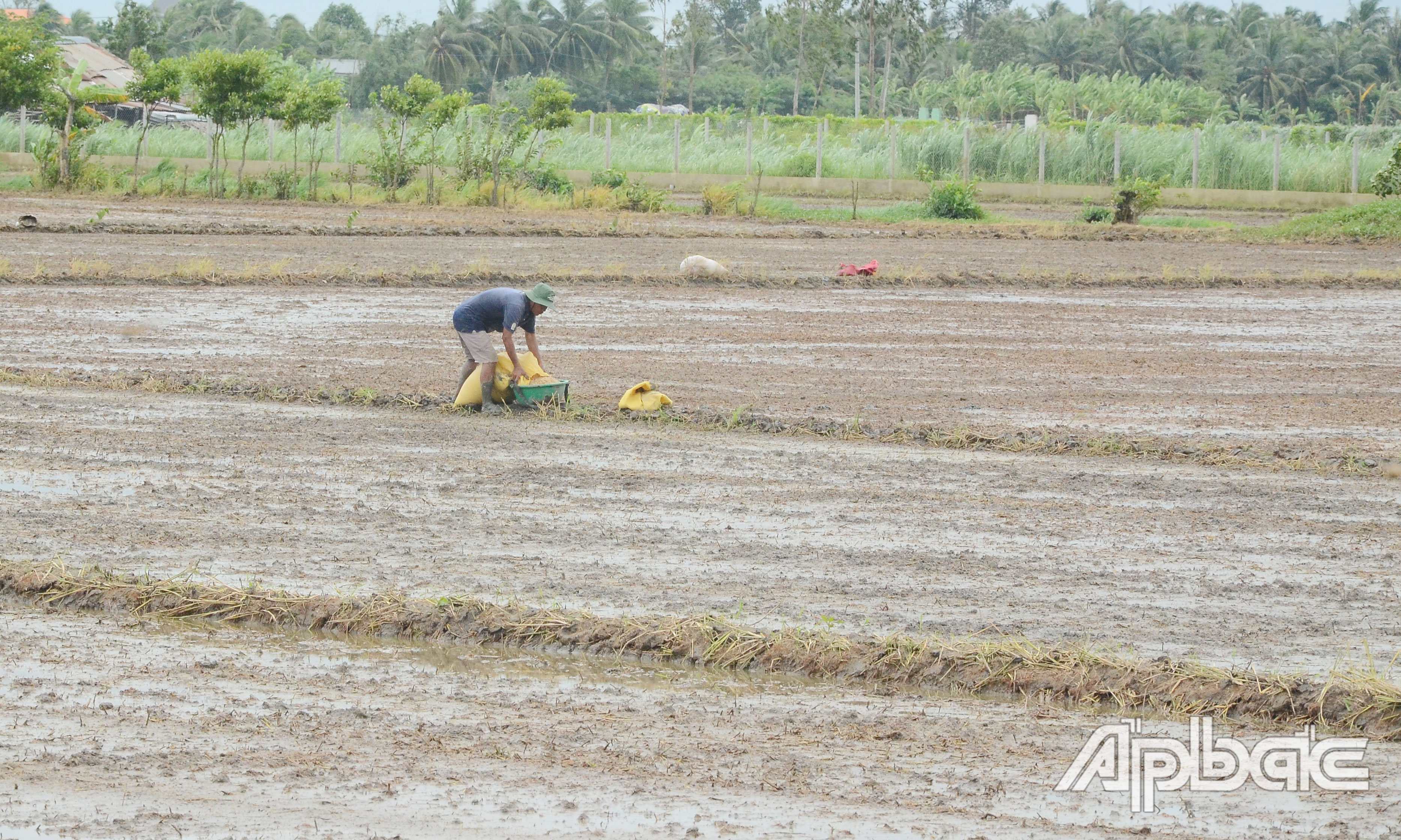 Rất nhiều nông dân tại huyện Gò Công Tây đang khẩn trương xuống giống.