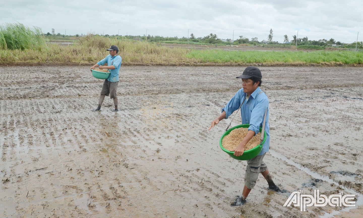  Ông Trí gieo sạ lúa thu đông do ruộng ở gần kinh lớn.