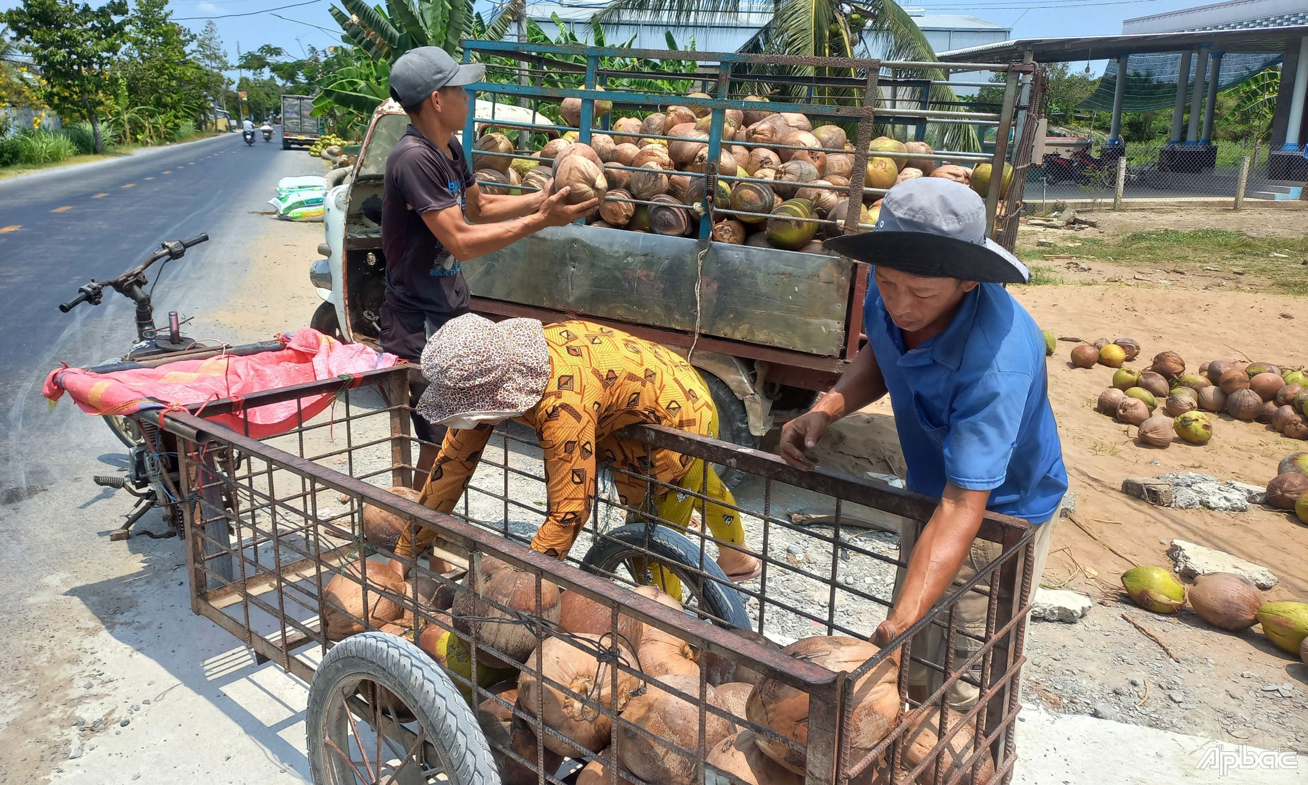 Giá dừa khô tăng trở lại.